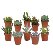 Succulent mix 5.5 cm - 10x - without pot