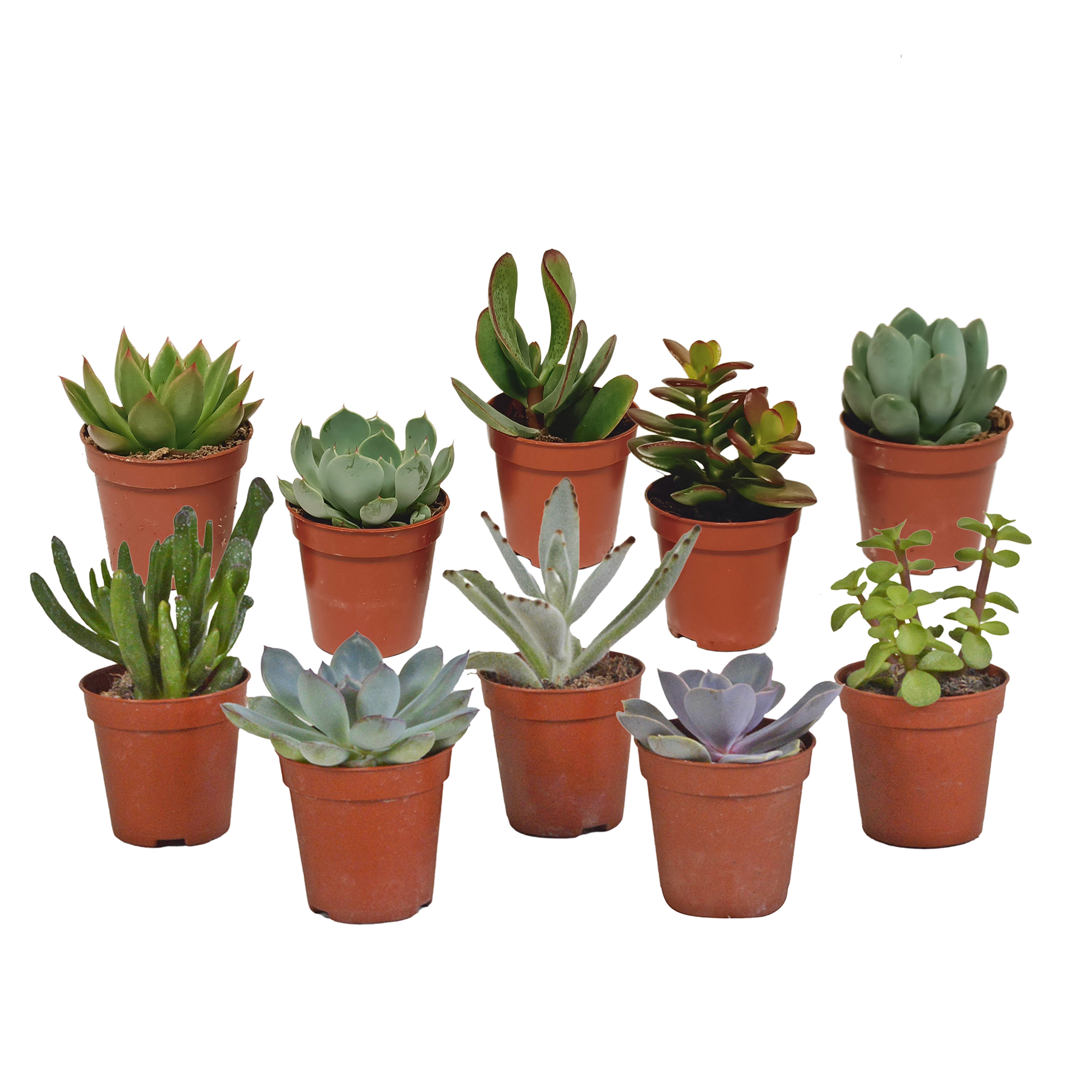 Succulent mix 5.5 cm - 10x - without pot