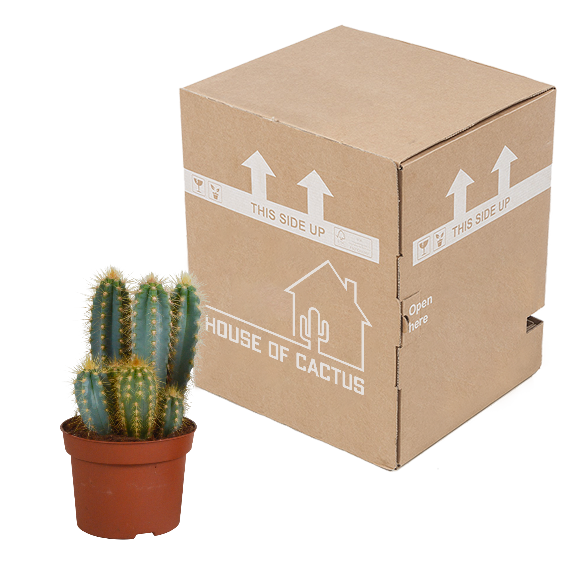 Pilosocereus azureus - - - 12cm