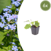 6x Brunnera macrophylla - ↕10-25cm - Ø9cm