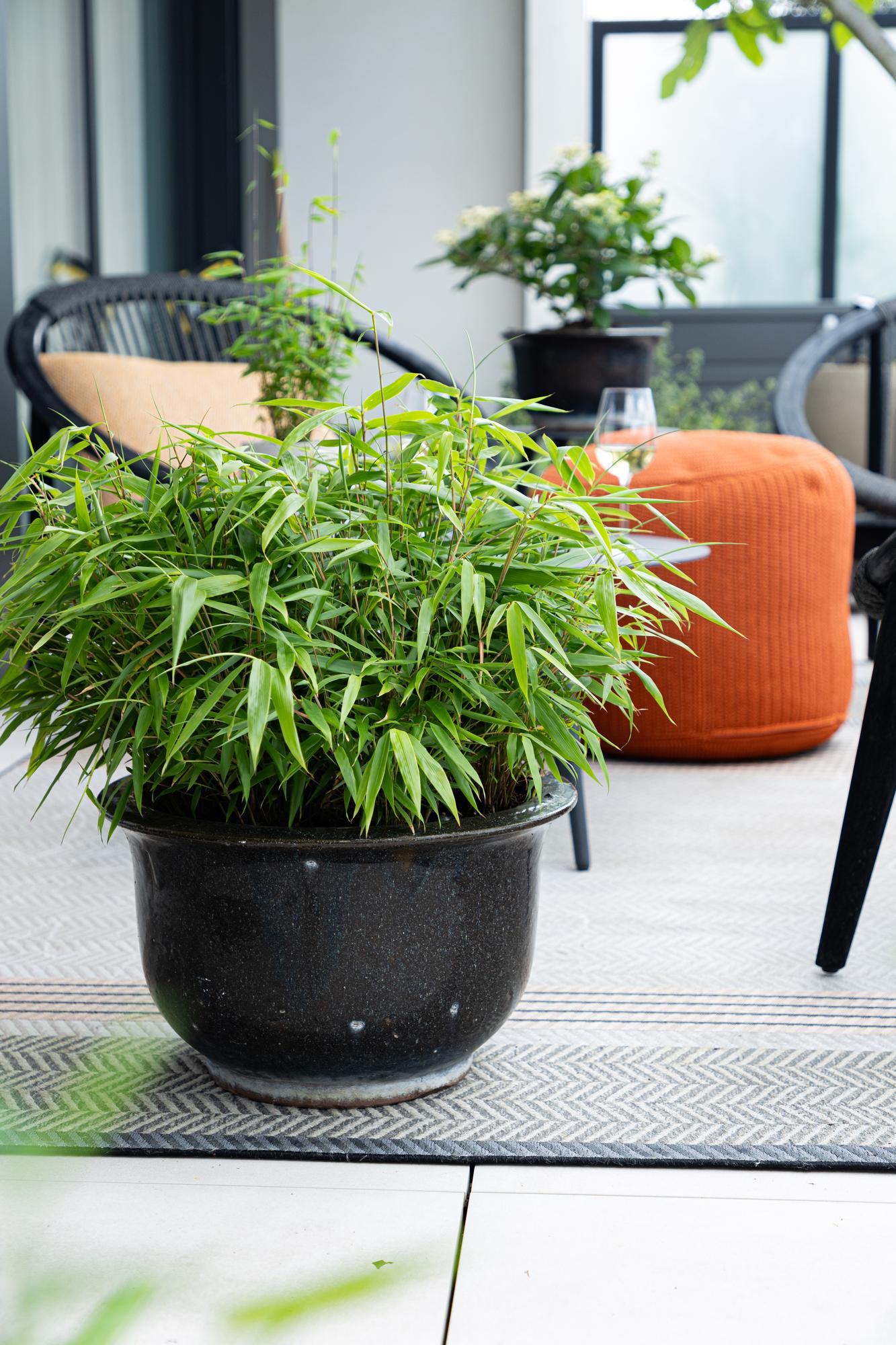 Bamboe - Fargesia robusta Pingwu - Bladhoudend - Niet Woekerend - Groen - 6 Planten - Pot 14cm - Hoogte 35cm