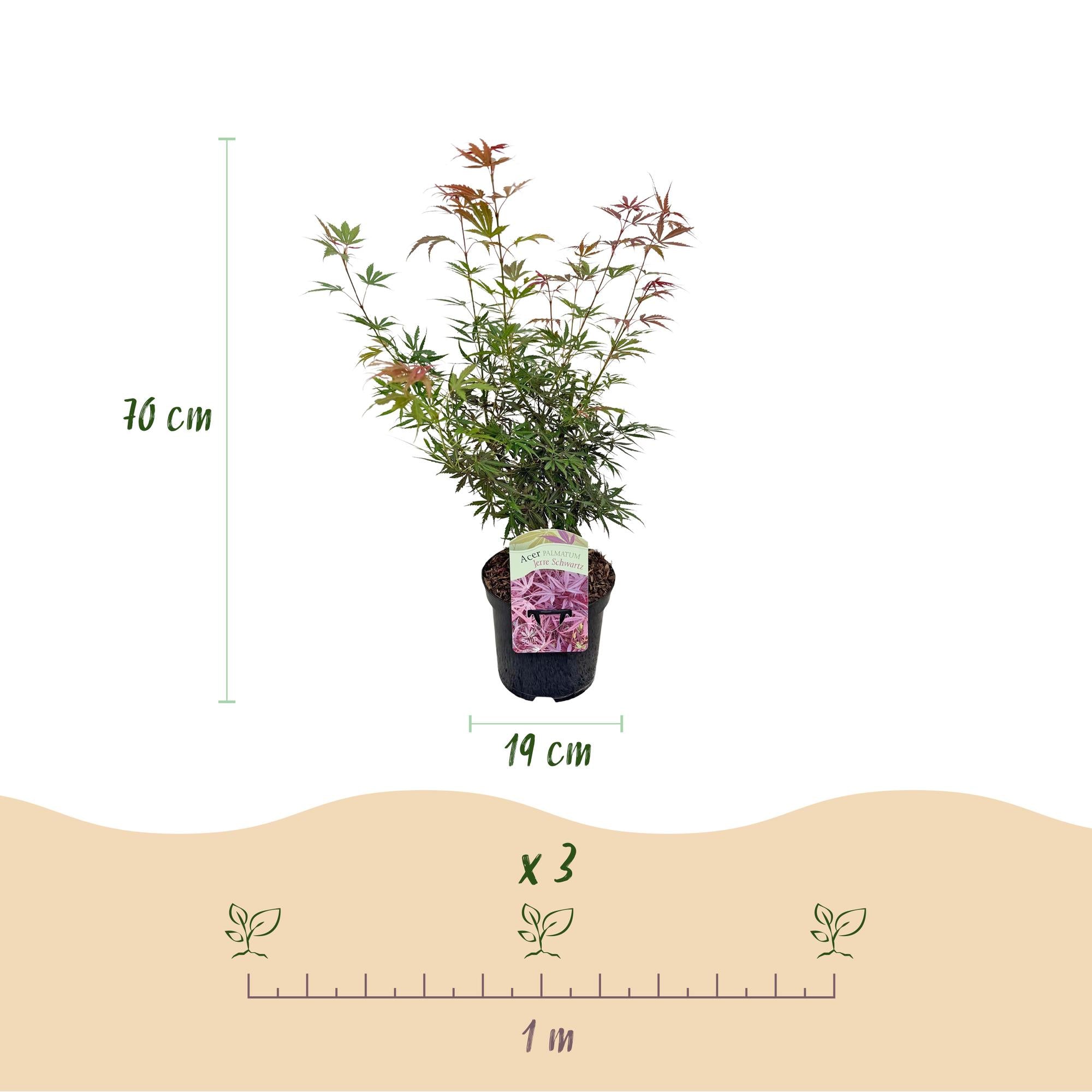 Green boutiQ - Pianta da patio - Acero giapponese - Acer palmatum Jerre Swarts - Rosso scuro - 1 pianta - Decidua - Vaso 19 cm Altezza 70 cm
