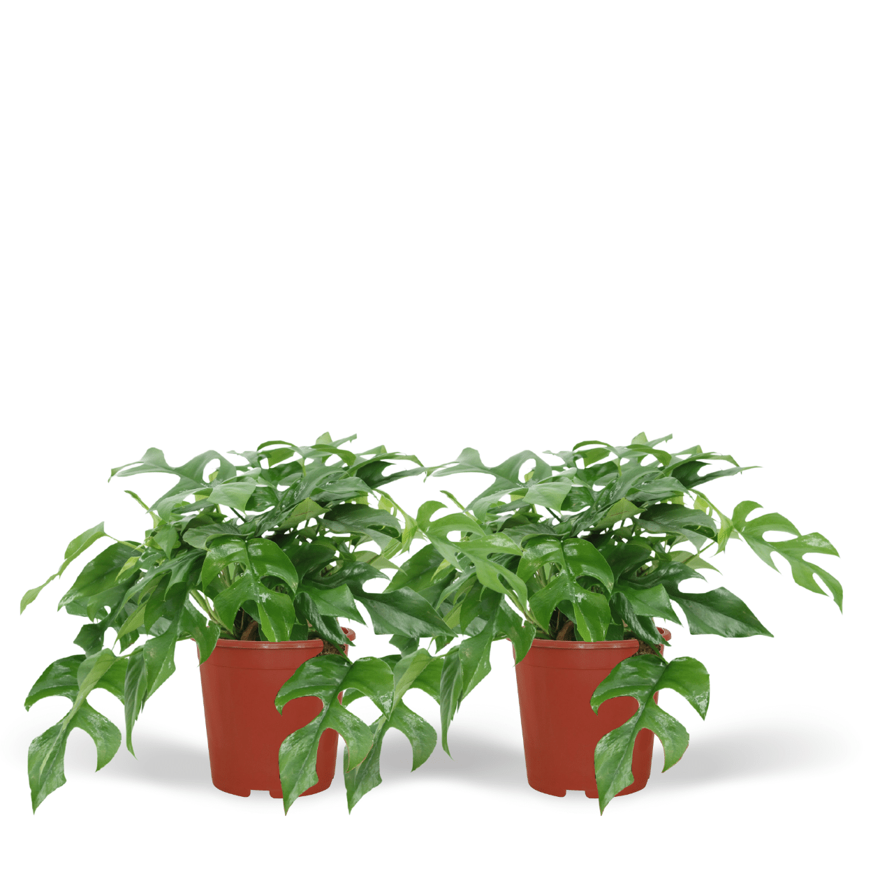 Monstera Minima (Fensterblatt) – 2 Stück – Ø 15 cm – ↕ 30 cm