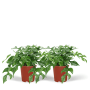 Monstera Minima (Fensterblatt) – 2 Stück – Ø 15 cm – ↕ 30 cm