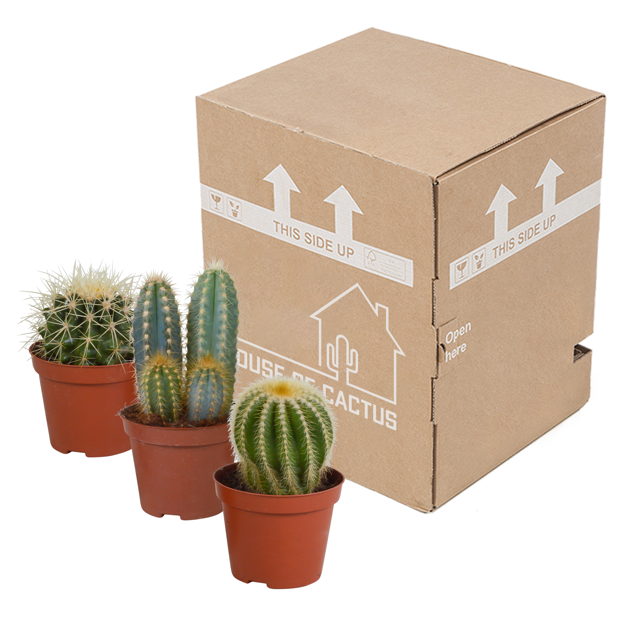Cactus mix 8.5 cm - 3x - without pot