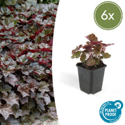 6x Heuchera micro. 'Palace Purple' - ↕10-25cm - Ø9cm
