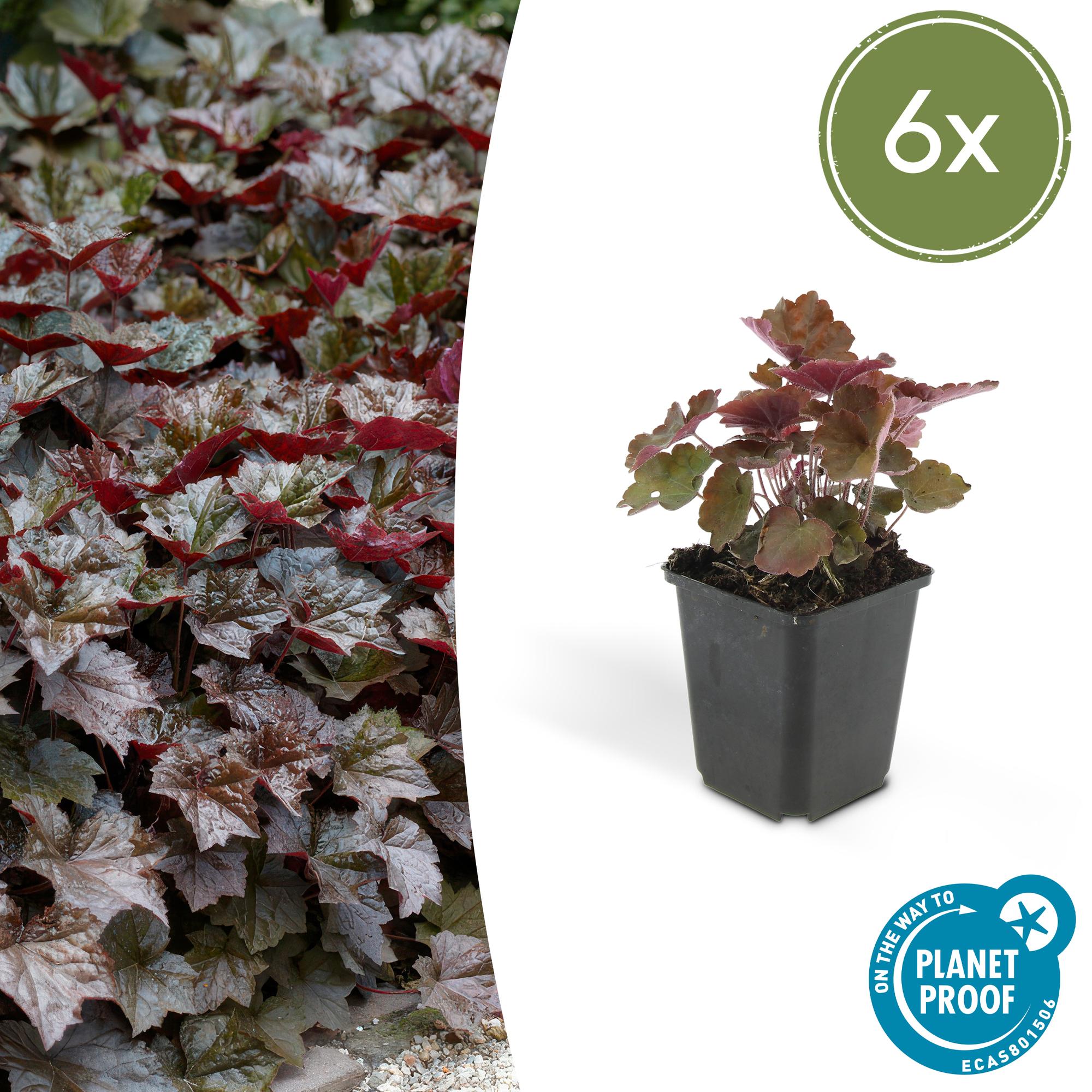 6x Heuchera micro. 'Palace Purple' - ↕10-25cm - Ø9cm