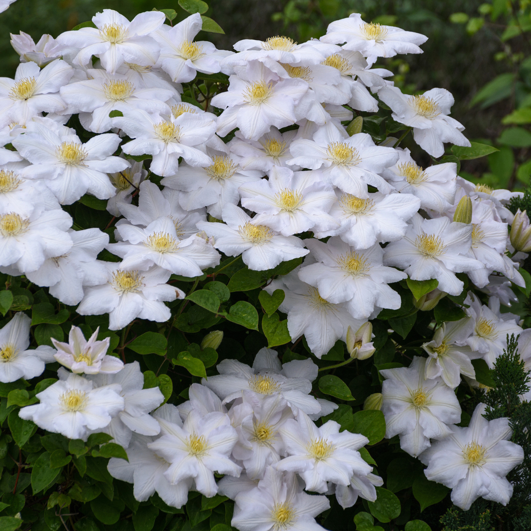 Clematis ‘Miss Bateman’ – P9-Topf – elegante, weiß blühende Kletterpflanze (6 Stück)