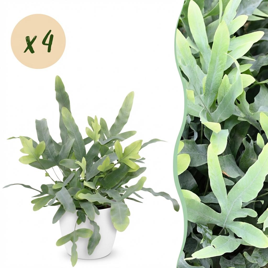 Phlebodium aureum Blue Star - Blauwe Varen - Blauw - 4 Planten - met Potter Wit - Pot 12cm - Hoogte 25cm