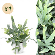 Phlebodium aureum Blue Star - Blauwe Varen - Blauw - 4 Planten - met Potter Wit - Pot 12cm - Hoogte 25cm