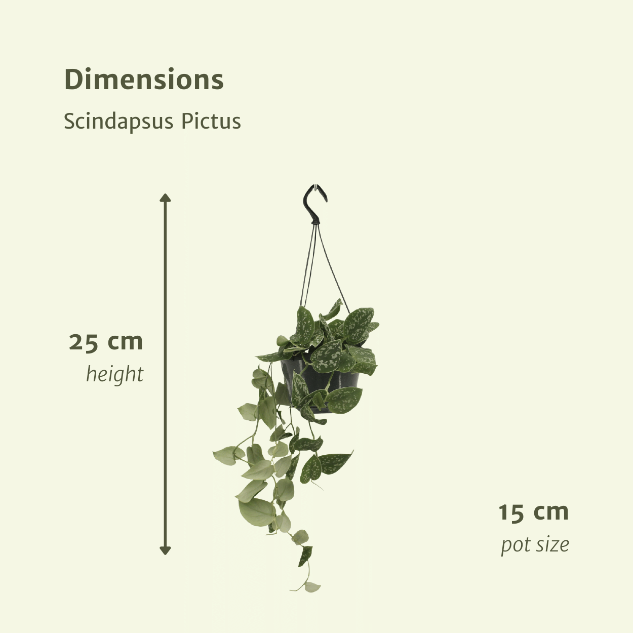 Scindapsus Pictus (Epipremnum) - 2 pezzi - Ø15cm - ↕20cm
