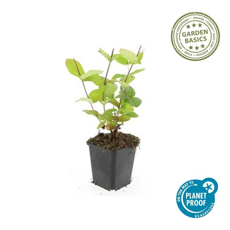 6x Hypericum inodorum 'Bellezza' - ↕10-25cm - Ø9cm