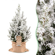 Picea glauca Conica - Kegelspar - Groen - Wit - Kerstboom - incl. jute zak - Ø19cm - ↕65cm