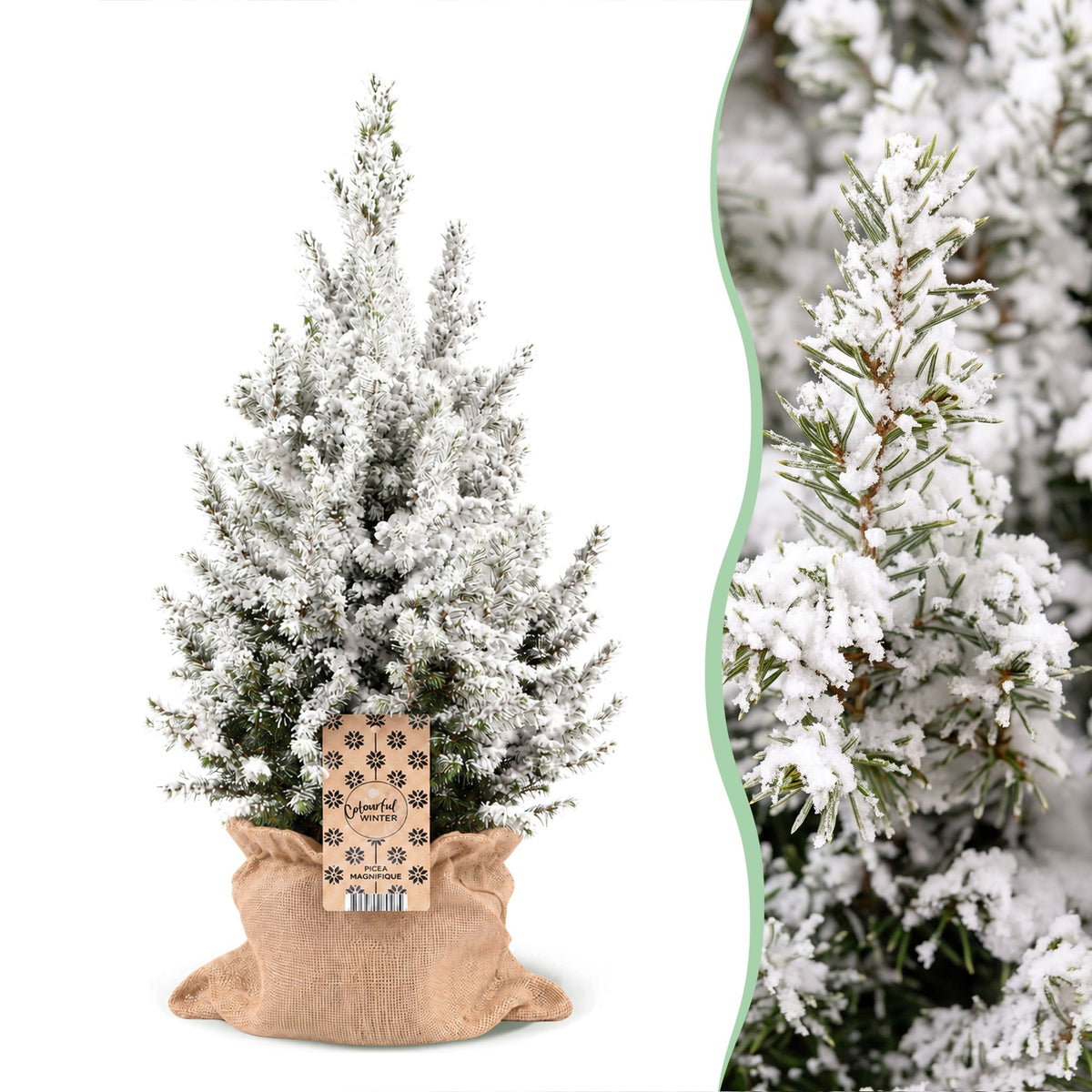Picea glauca Conica - Kegelspar - Groen - Wit - Kerstboom - incl. jute zak - Ø19cm - ↕65cm