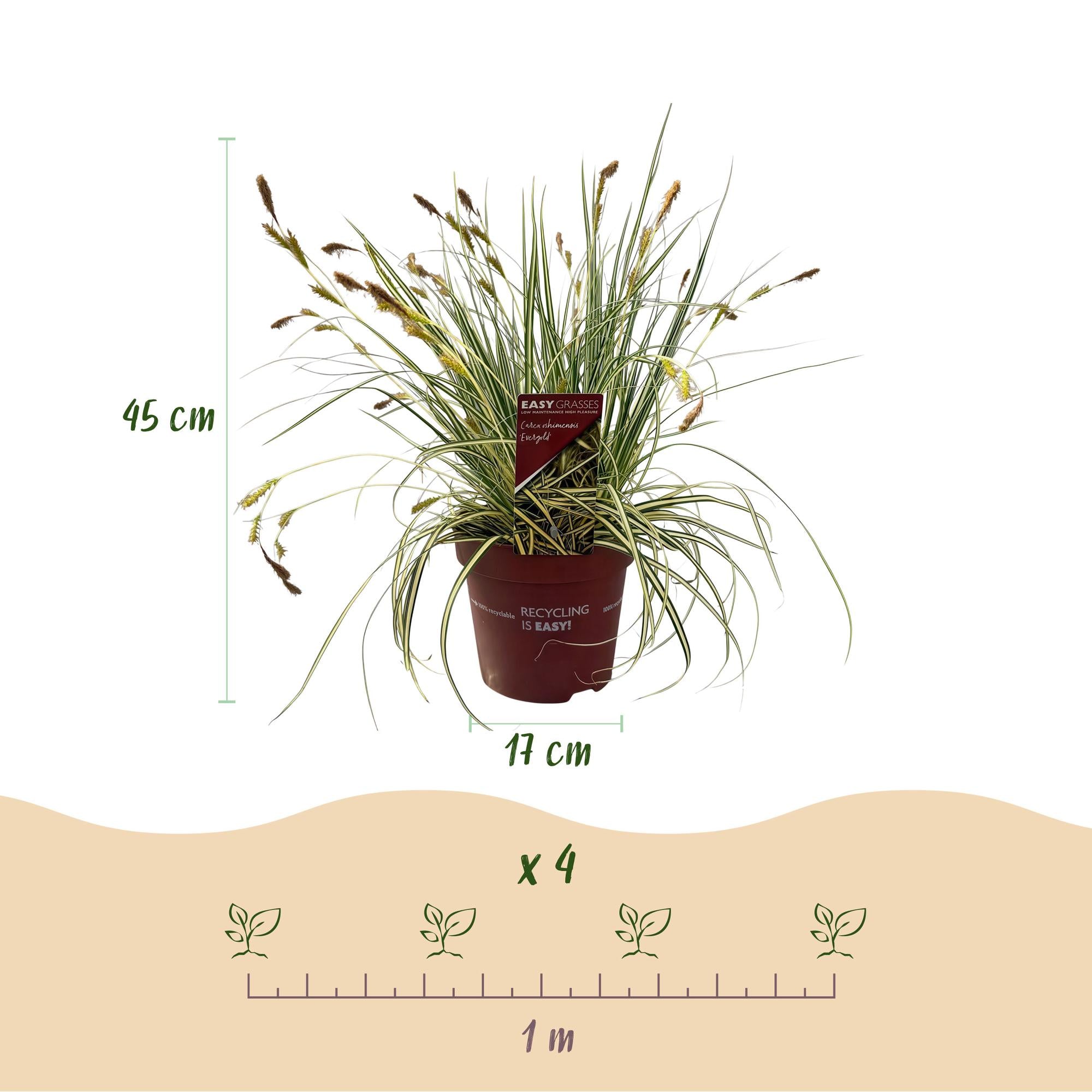 Carex oshimensis Evergold - Geel & Groen - 1 Plant - Groenblijvend - Winterhard - Pot 17cm Hoogte 50cm