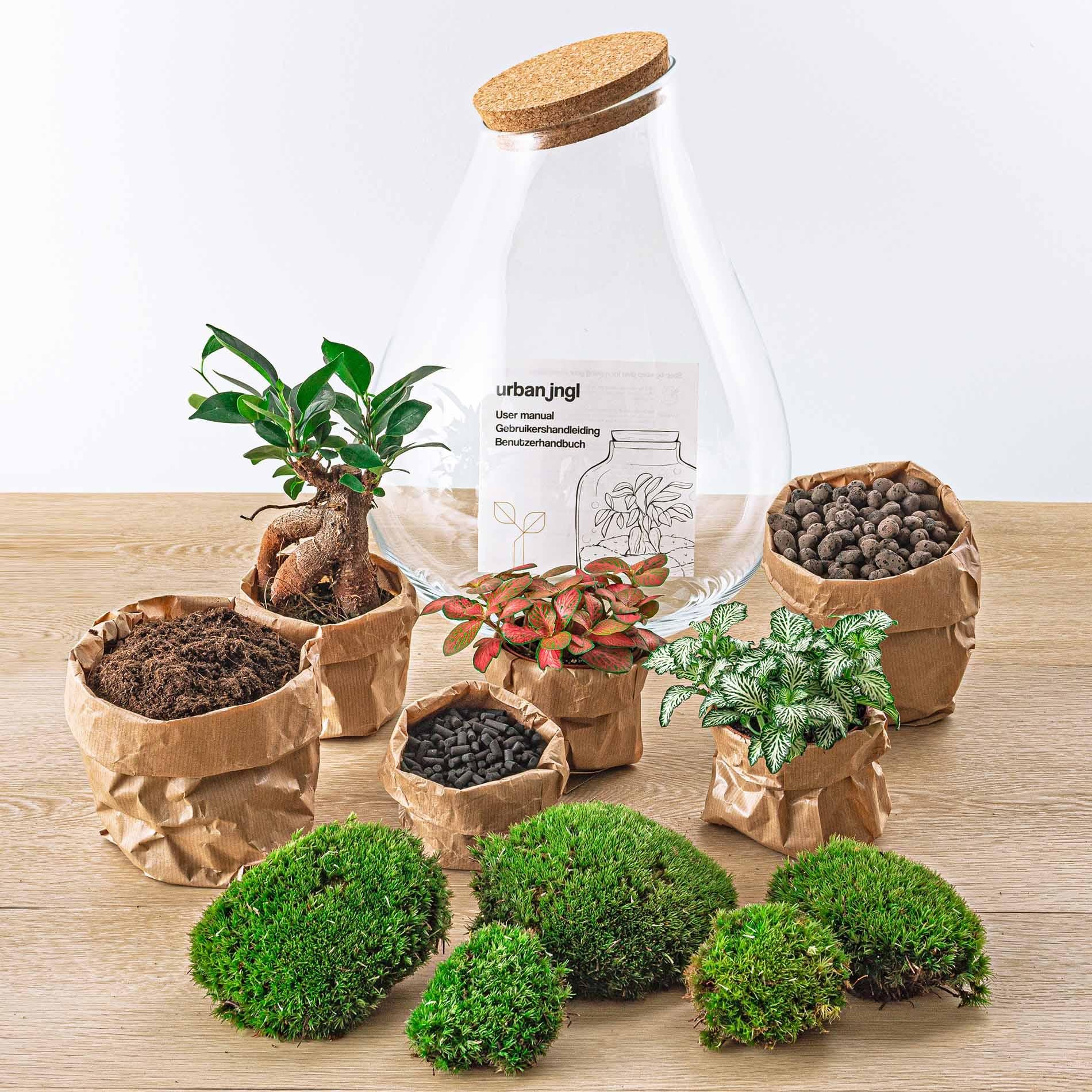 DIY-Terrarium – Drop XL Bonsai – ↕ 37 cm – Rechen + Schaufel