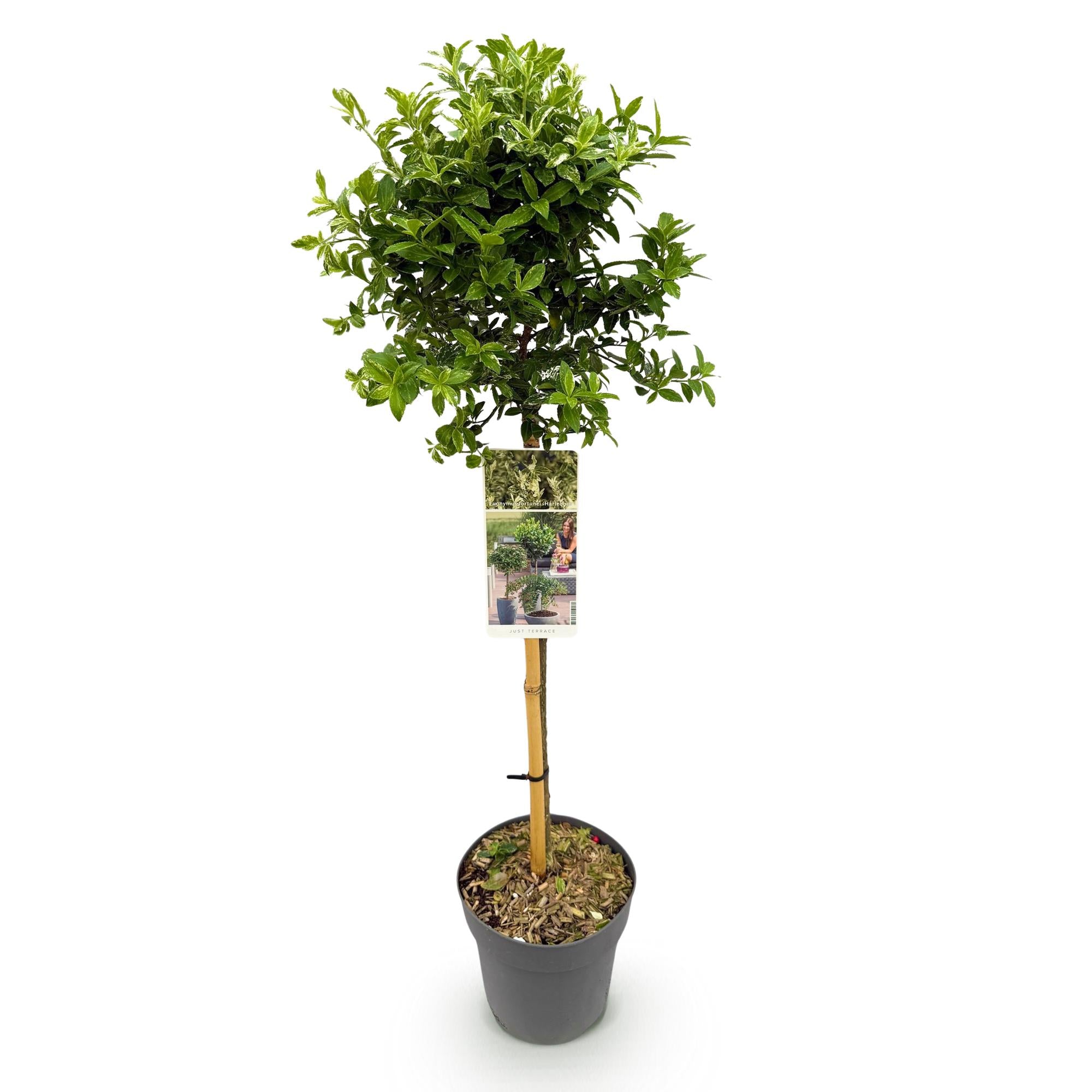 Euonymus fortunei Harlequin - Terras Plant - Bladhoudend - Winterhard - Groen-Wit Blad - Pot 19cm Hoogte 90cm