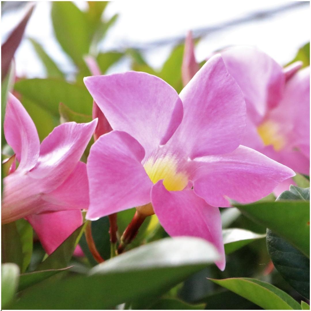Dipladenia Pink - Mandevilla Pink 6x Ø12 cm - ↕25 cm