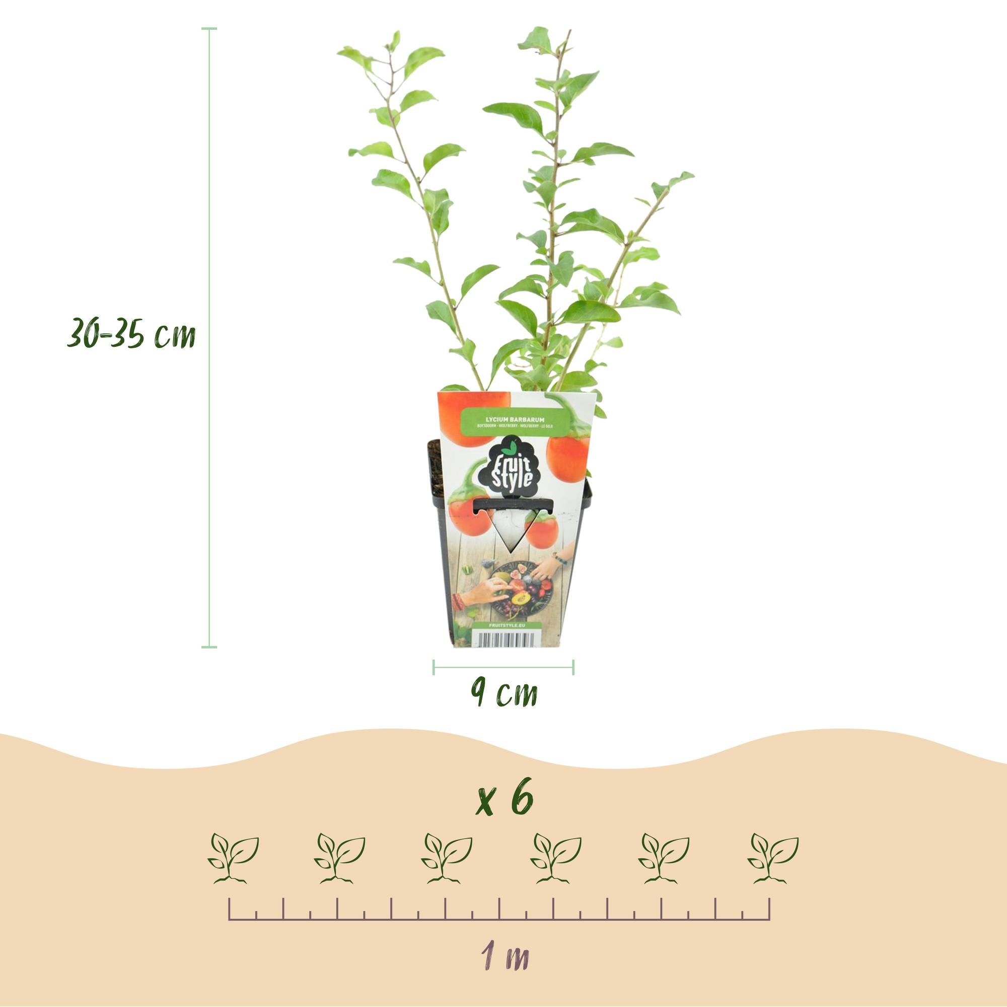 Goijbes - Lycium Barbarum - Winterhard - 3 Planten - Pot  9 cm - Oranje - Rode Vrucht