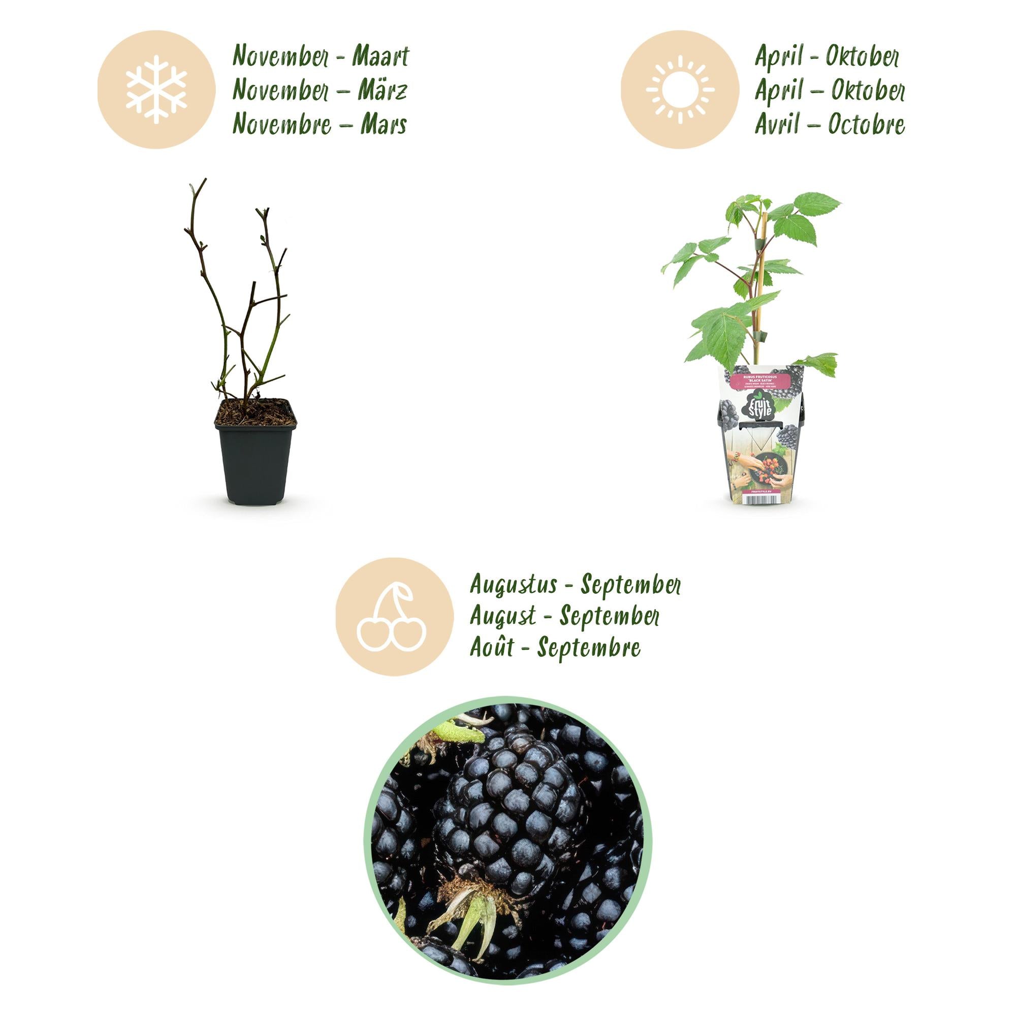 Braam - Rubus Black Satin - Winterhard - 3 Planten - Pot 9 cm - Zwarte Braam