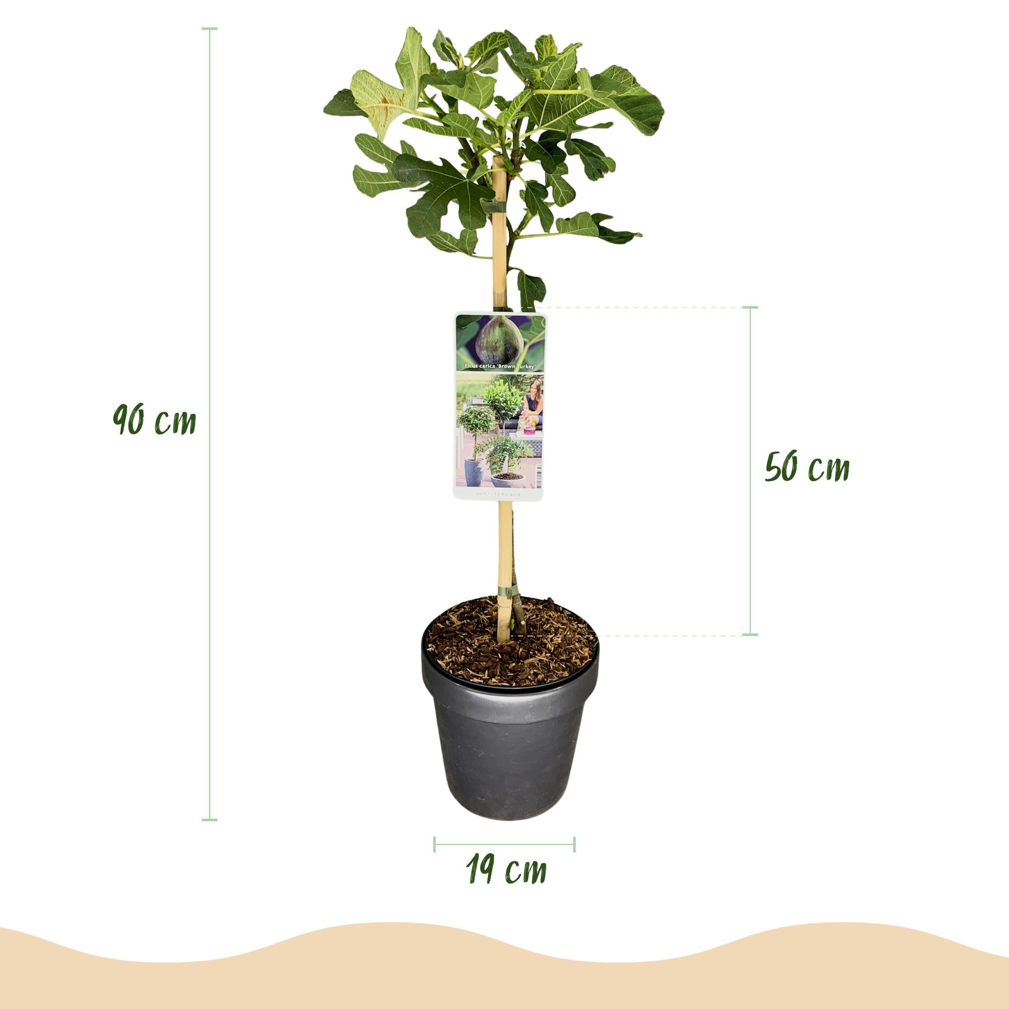 Green boutiQ - Pianta su stelo - Ficus carica Brown Turkey - Pianta da terrazza - Decidua - Resistente all'inverno - Frutto verde - Vaso 19 cm Altezza 90 cm
