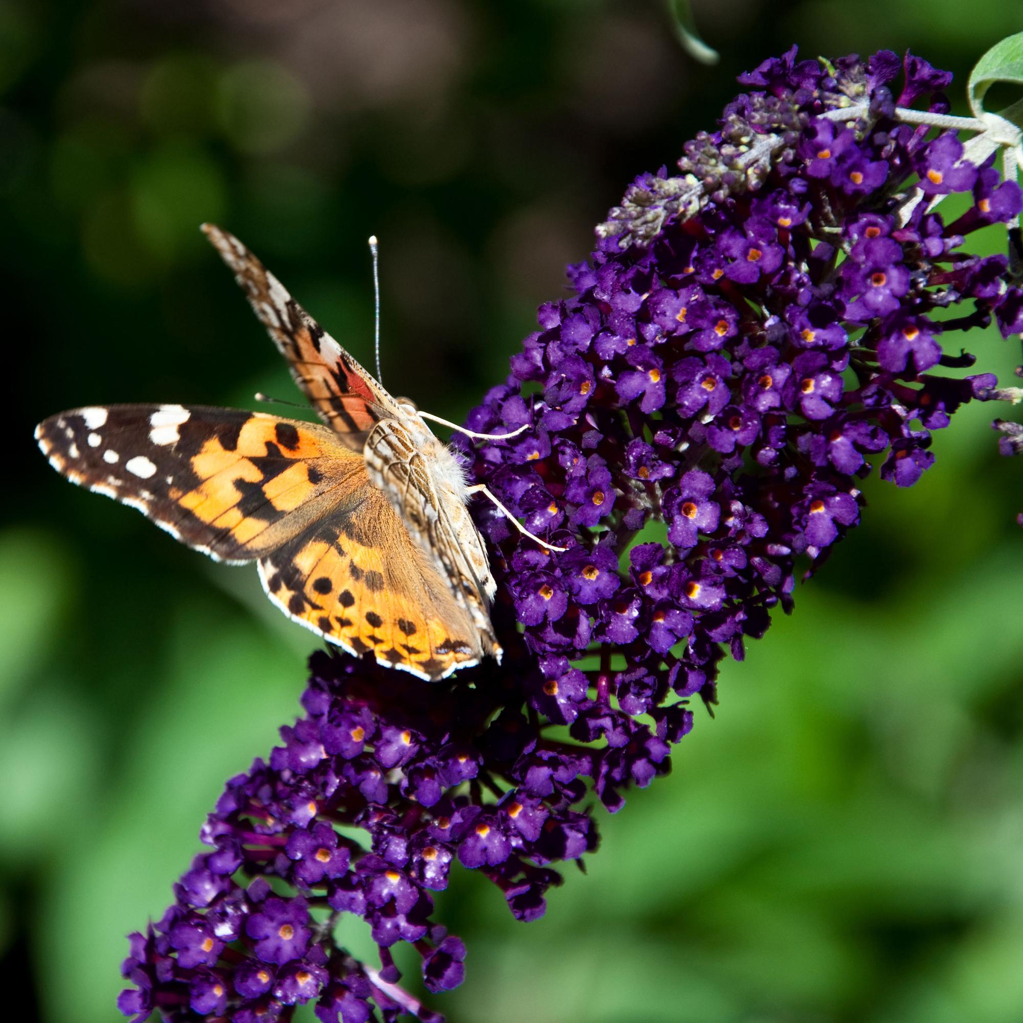 Buddleja davidii Black Night - Vlinderstruik - Winterhard - Paars - 3 Planten - Pot 17cm - Hoogte 45cm