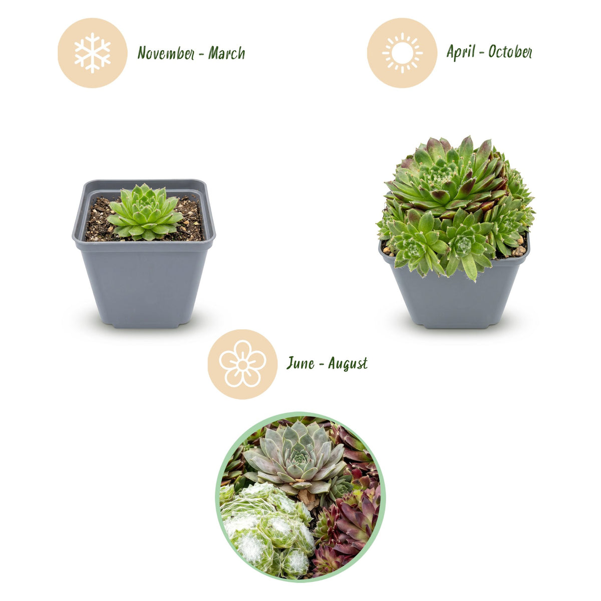 Sempervivum Big Sam - Ø7cm - ↕10-12cm - 24x