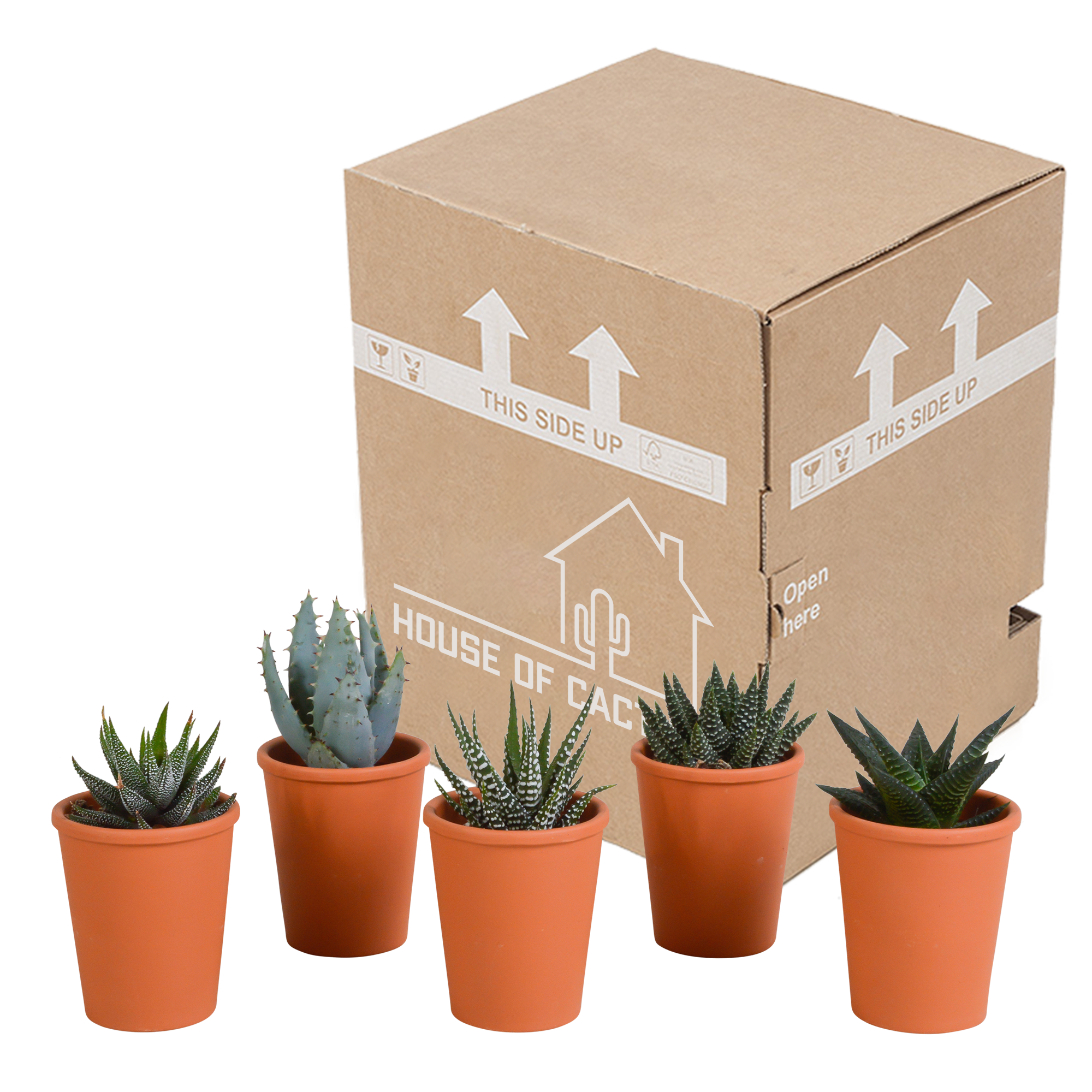 Gasteria/Haworthia mix 5,5cm - 5x - in terracotta pot