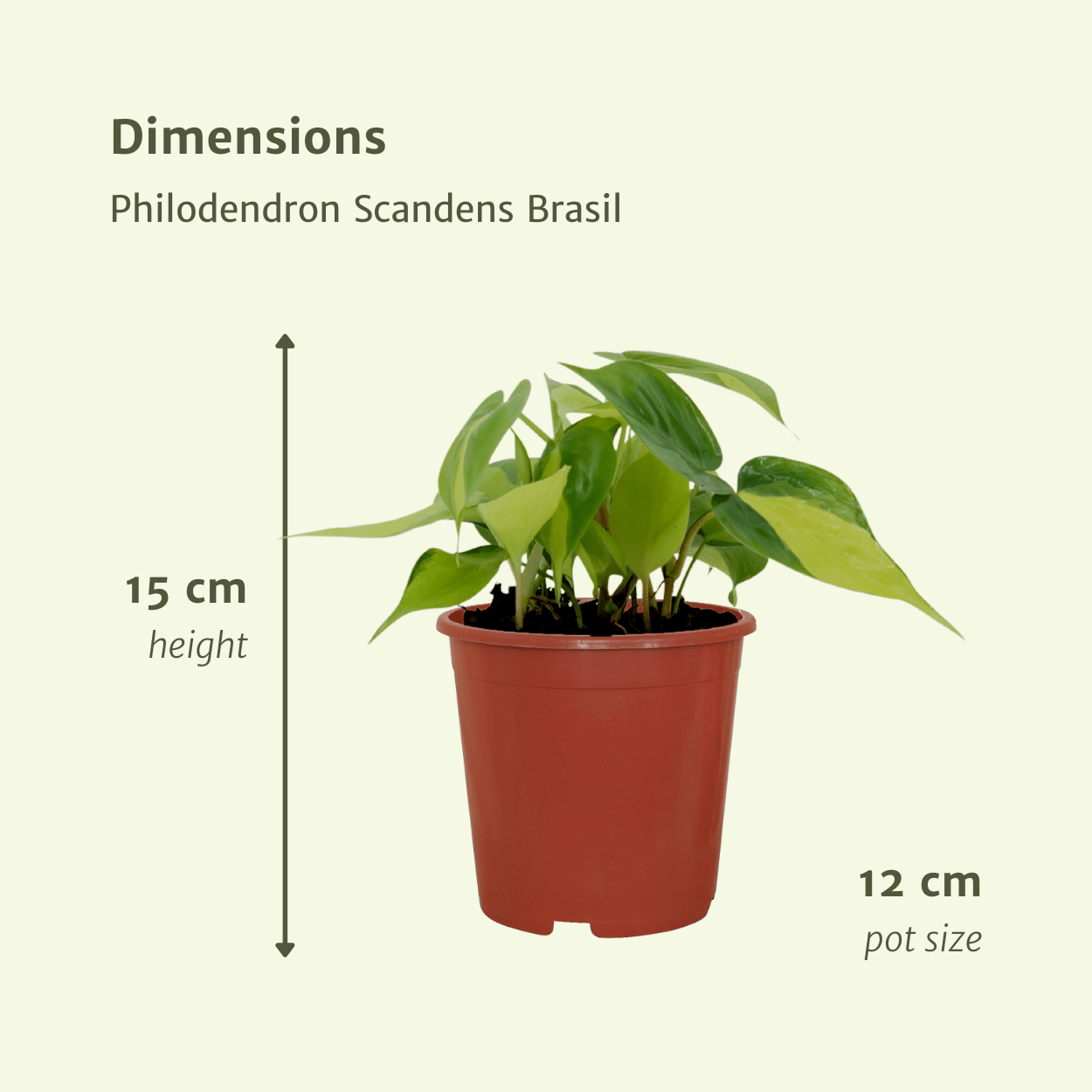 Philodendron Scandens Brasil - 4 pezzi - Ø12cm - ↕15cm