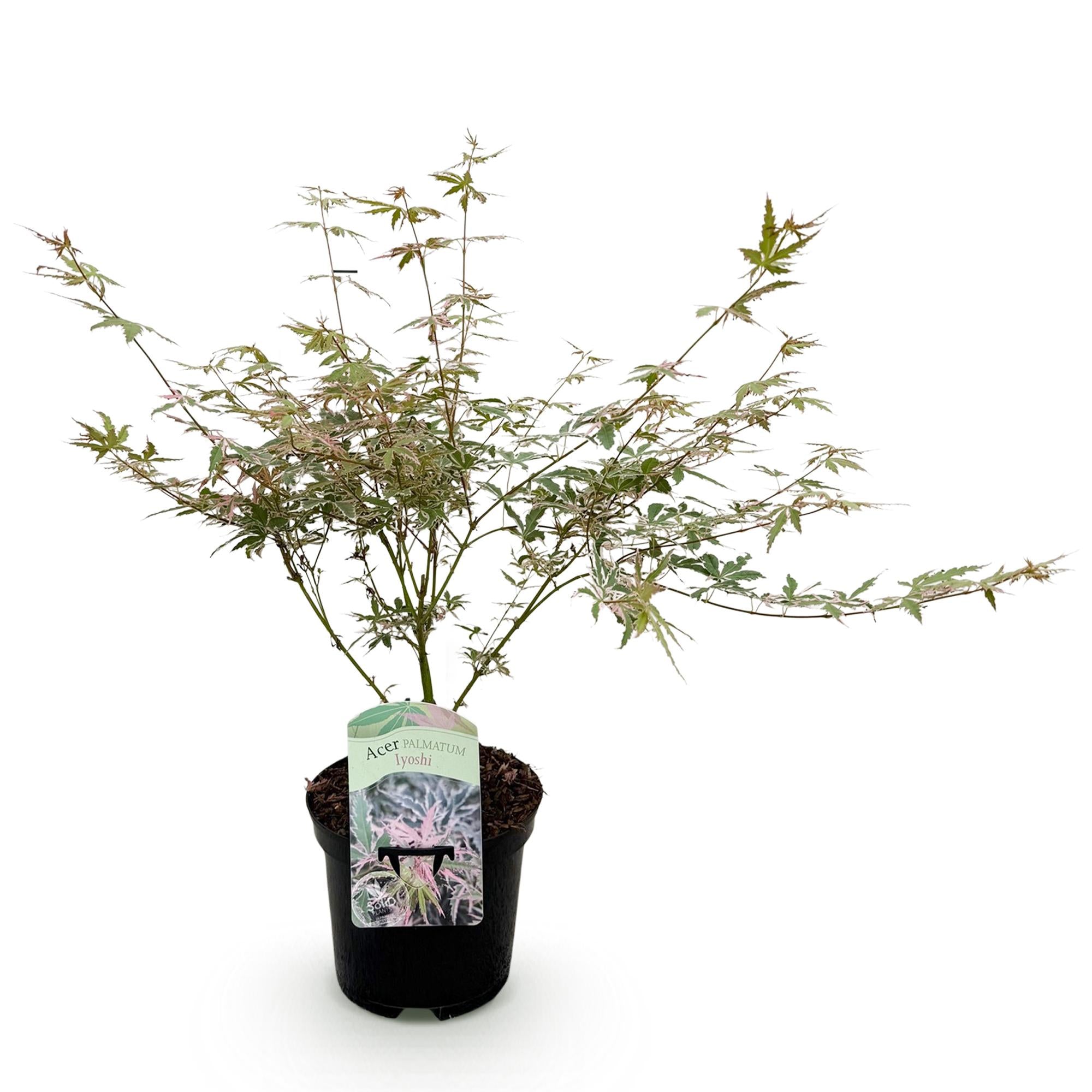 Green boutiQ - Pianta da patio - Acero giapponese - Acer palmatum Iyoshi - Rosa - 1 pianta - Decidua - Vaso 19 cm Altezza 70 cm