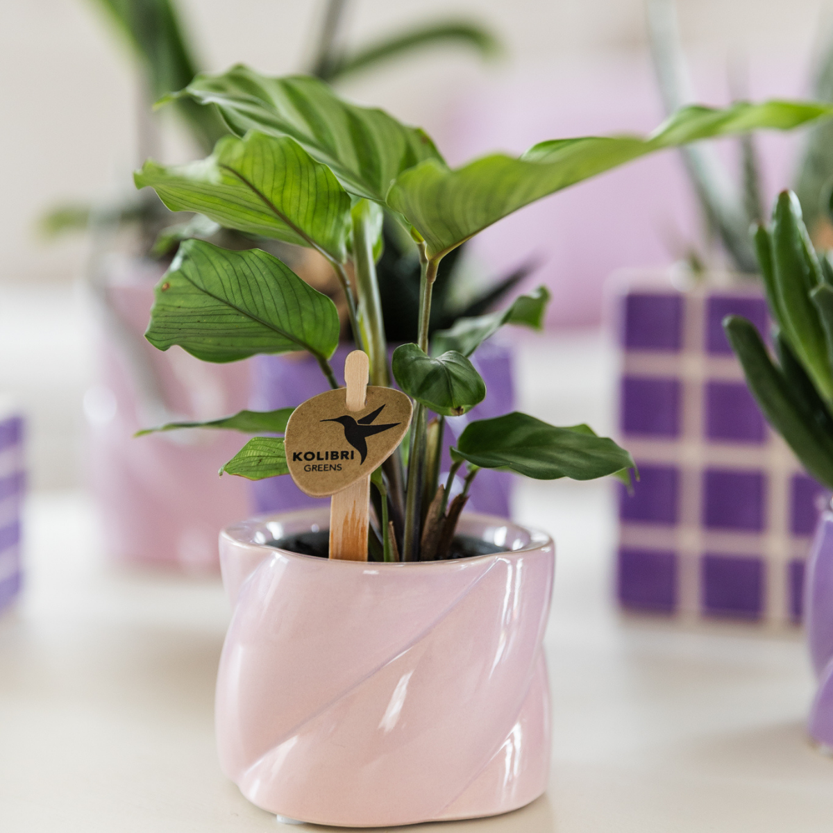 Kolibri Greens | Grüne Pflanze – Calathea – Zimmerpflanze – frisch vom Züchter – Ø 6 cm