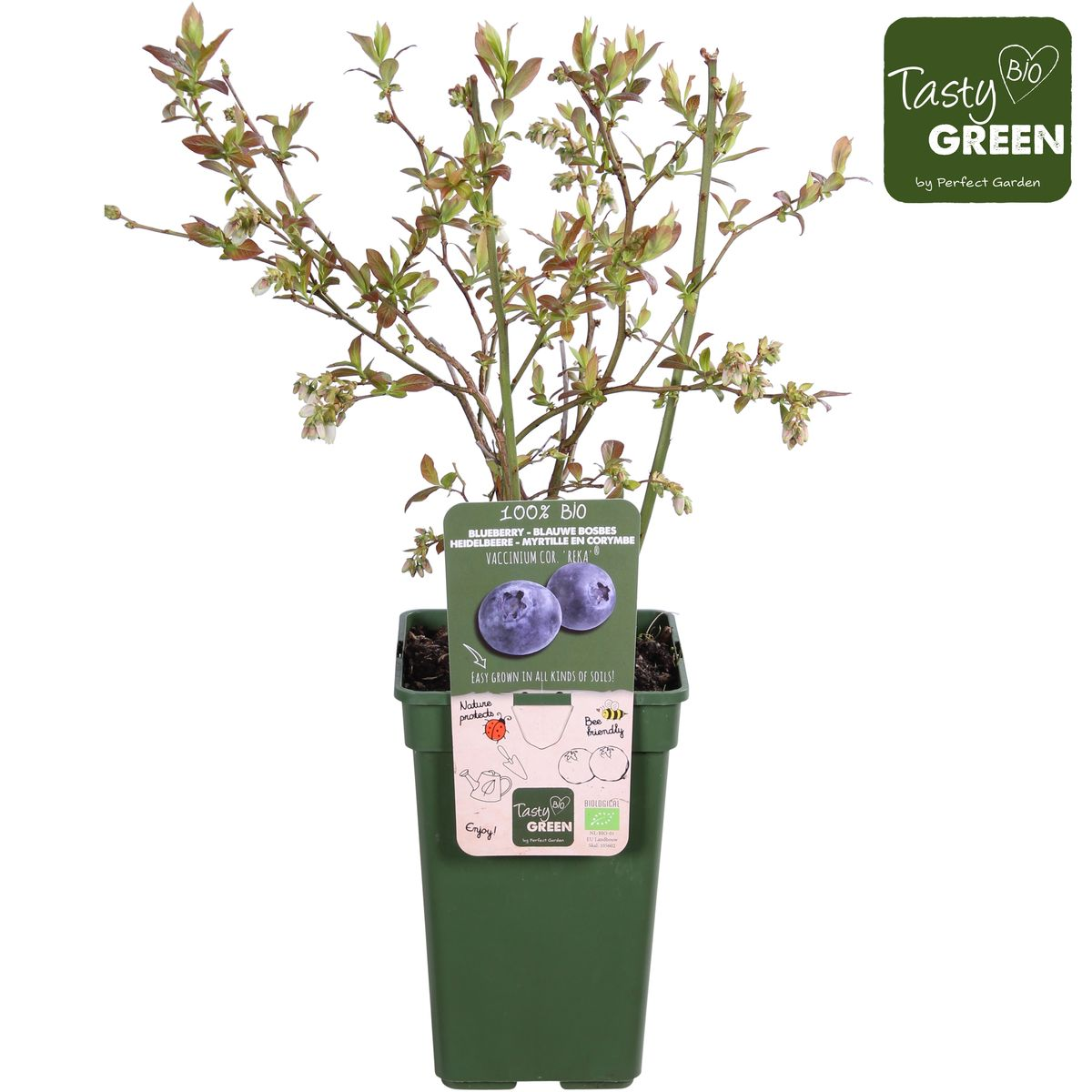 Vaccinium corymbosum 'Reka' - Myrtille - Ø13cm - ↕45cm