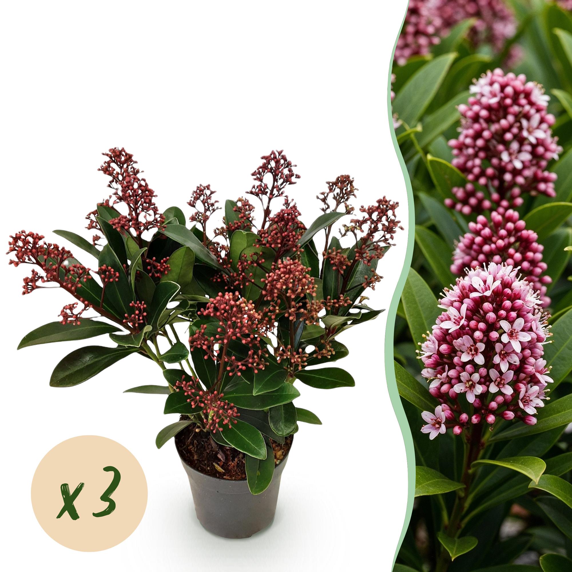 Skimmia japonica Rubella - Bloem Rood - 10+ Bloemen - 3 Planten - Winterhard - Pot 10,5cm Hoogte 25cm