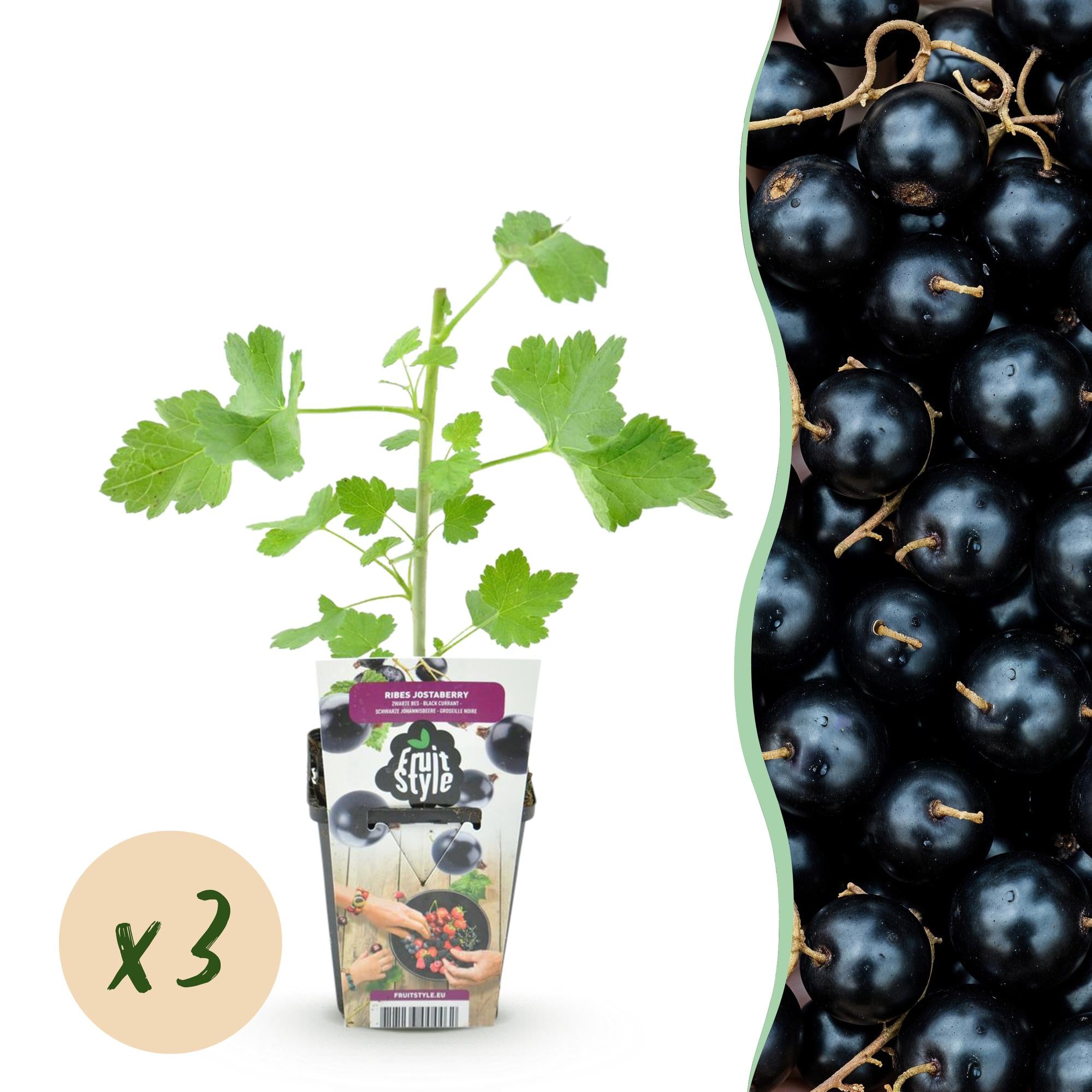 Jostabes - Ribes Jostabes - Winterhard - 3 Planten - Pot 9 cm - Zwarte Bes