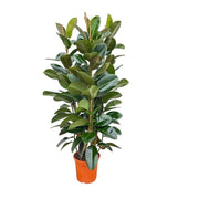Ficus Elastica Robusta struik - 140 cm  Ø27