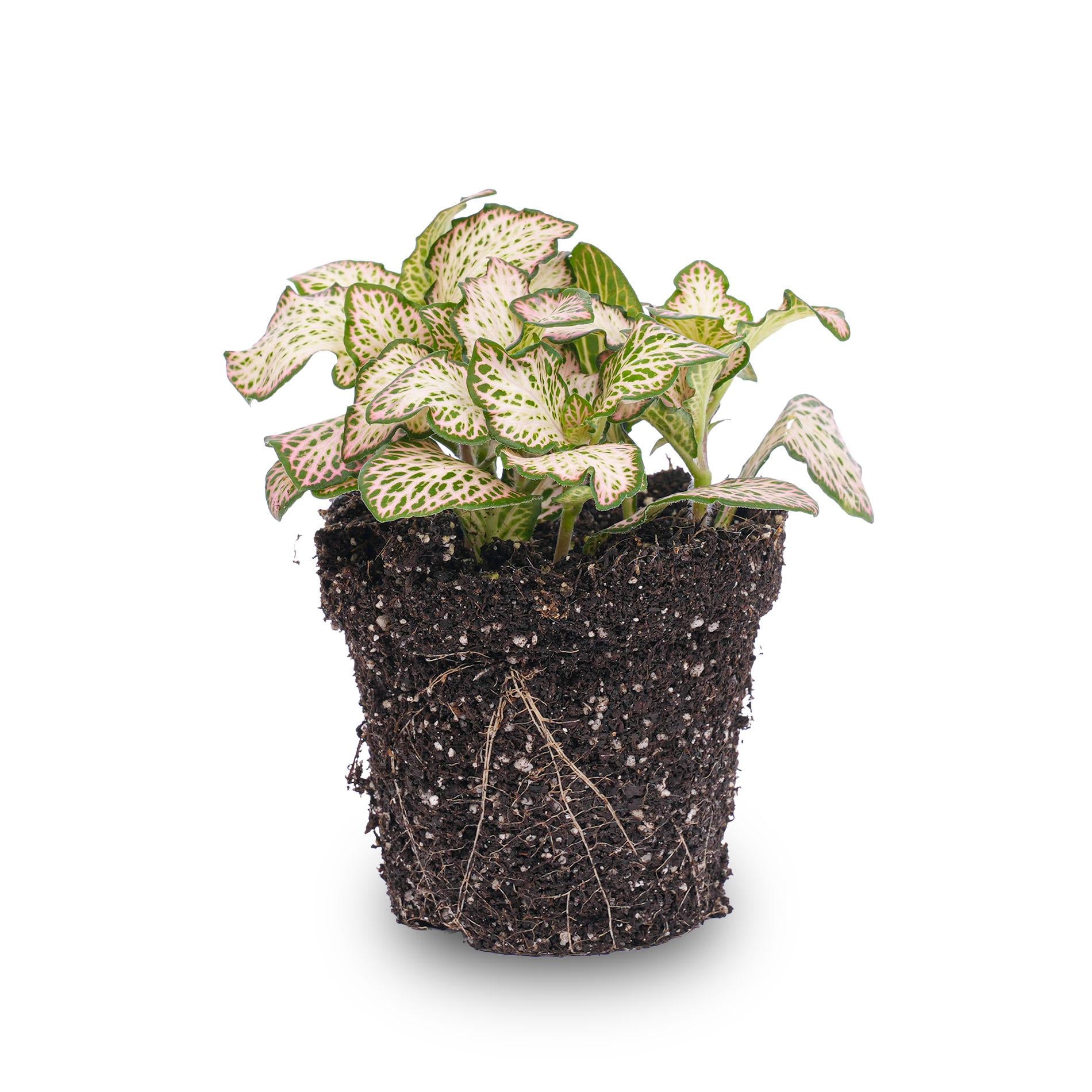 Fittonia Pink Tiger – Rosa, Weiß und Grün – Mosaikpflanze – Topfgröße 8