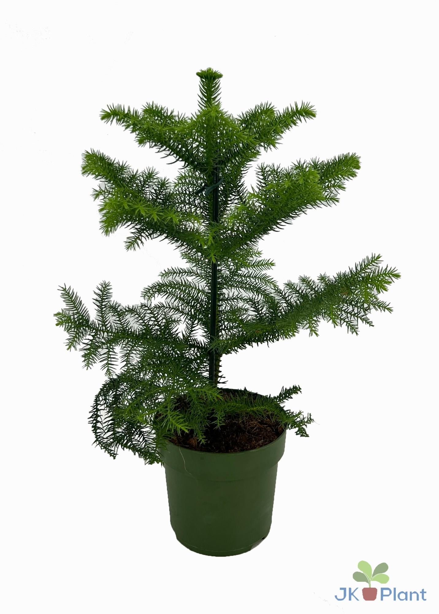 Araukarien - Ø 14 cm - ↕ 38 cm