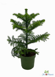Araukarien - Ø 14 cm - ↕ 38 cm