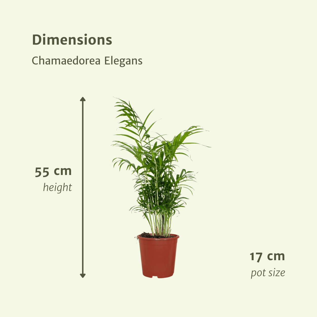 Chamaedorea Elegans (Palma di montagna messicana) - 2 pezzi - Ø17cm - ↕55cm