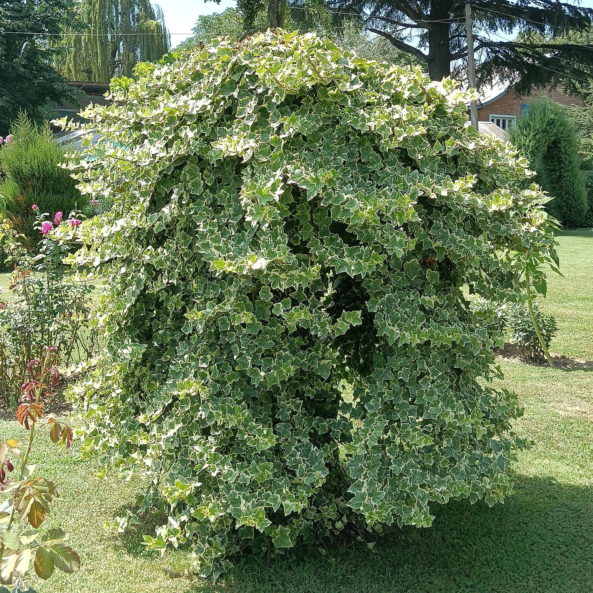 Hedera helix Glacier -  Blad Bont - Groenblijvend - 2 planten - Pot 11cm Hoogte 40cm