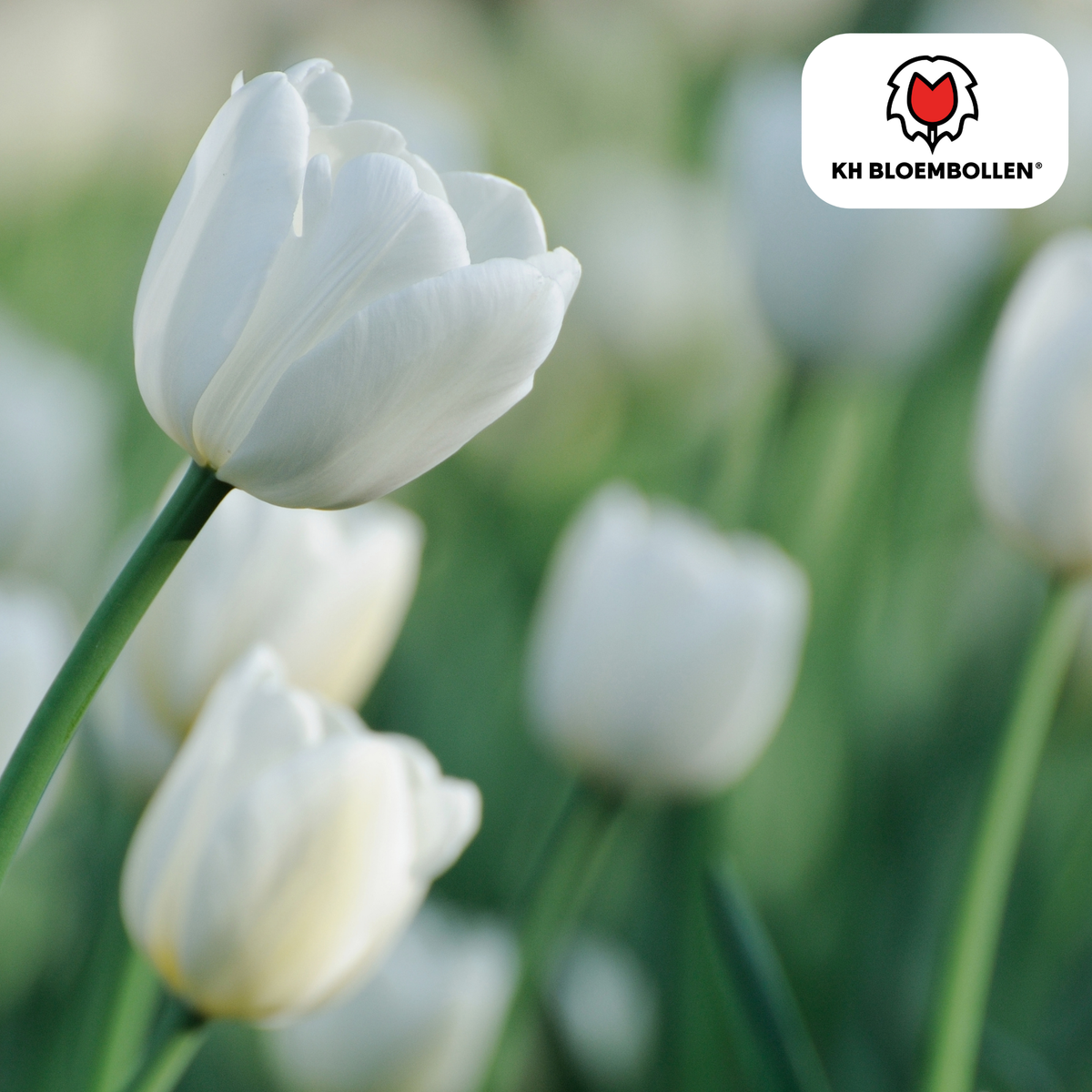Bulbi di tulipano Catherina – Confezione da 20 | KH Flower Bulbs® | Tulipano bianco puro – Senza tempo ed elegante – Per giardino o vaso – Misura 11/12 – Freschi dal coltivatore