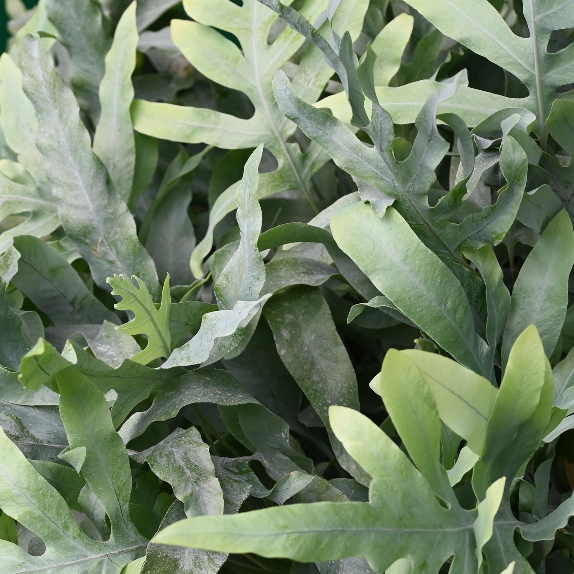 Phlebodium aureum Blue Star - Blauwe Varen - Huisdiervriendelijk - Blauw - 2 Planten - Pot 12cm - Hoogte 25-30cm