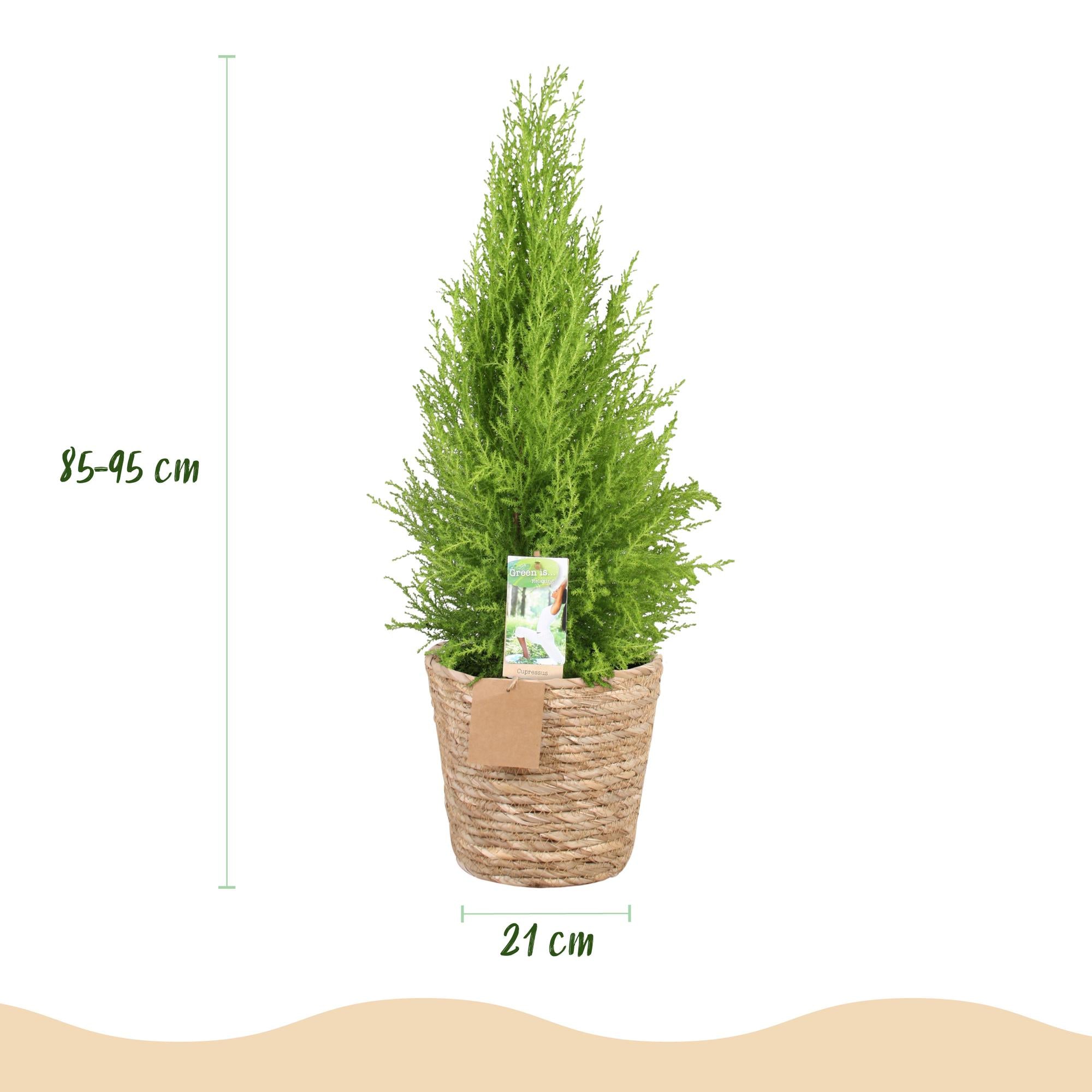 Cupressus Gold Crest Wilma - Kamer conifeer - Weinig onderhoud - met mand - Groen - 1 Plant - Pot 21cm - Hoogte 85-95cm