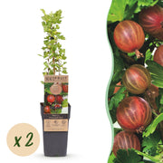 Ribes uva-crispa Hinnonmäki Röd - Kruisbes - Winterhard - Rode Bes - 2 Planten - Pot 15cm - Hoogte 50cm