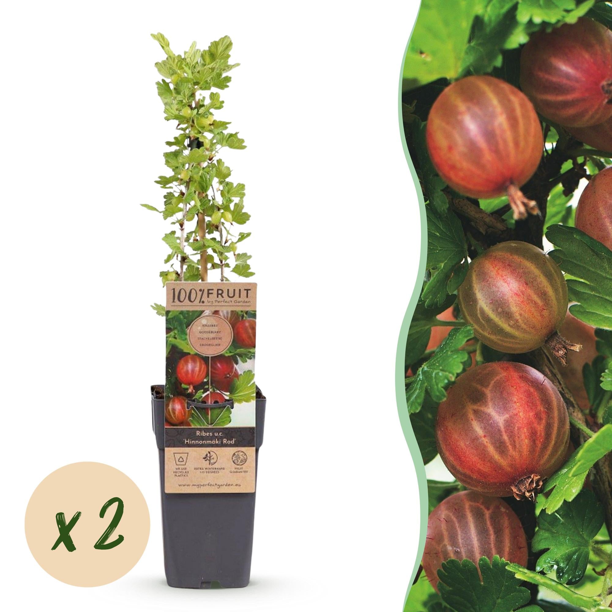 Ribes uva-crispa Hinnonmäki Röd - Kruisbes - Winterhard - Rode Bes - 2 Planten - Pot 15cm - Hoogte 50cm