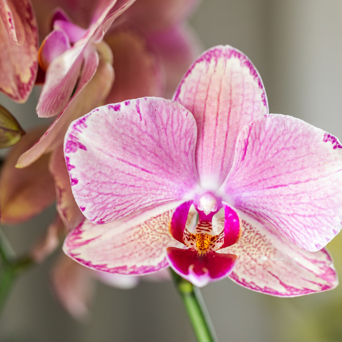 Kolibri Orchids I COMBI DEAL of 2 Phalaenopsis orchids - Pirate Picotee - pot size Ø12cm | flowering houseplant - fresh from the grower