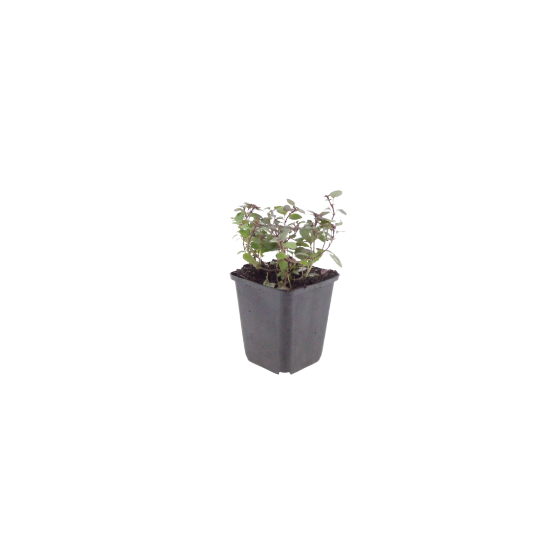6x Origanum laevigatum 'Herrenhausen' - ↕10-25cm - Ø9cm