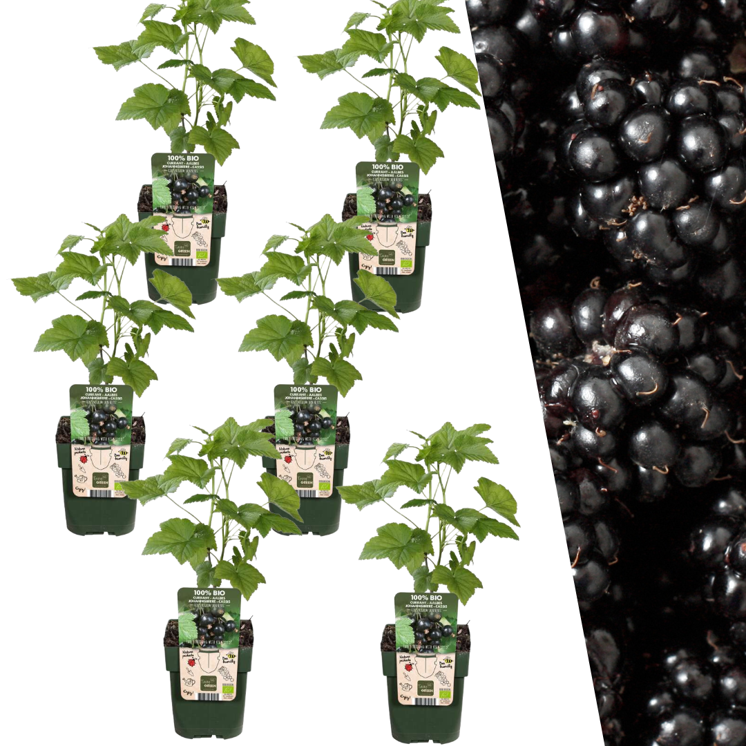 6 Bio-Brombeerpflanzen – Ø 13 cm – ↨ 20 cm