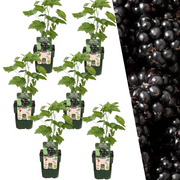 6 Bio-Brombeerpflanzen – Ø 13 cm – ↨ 20 cm