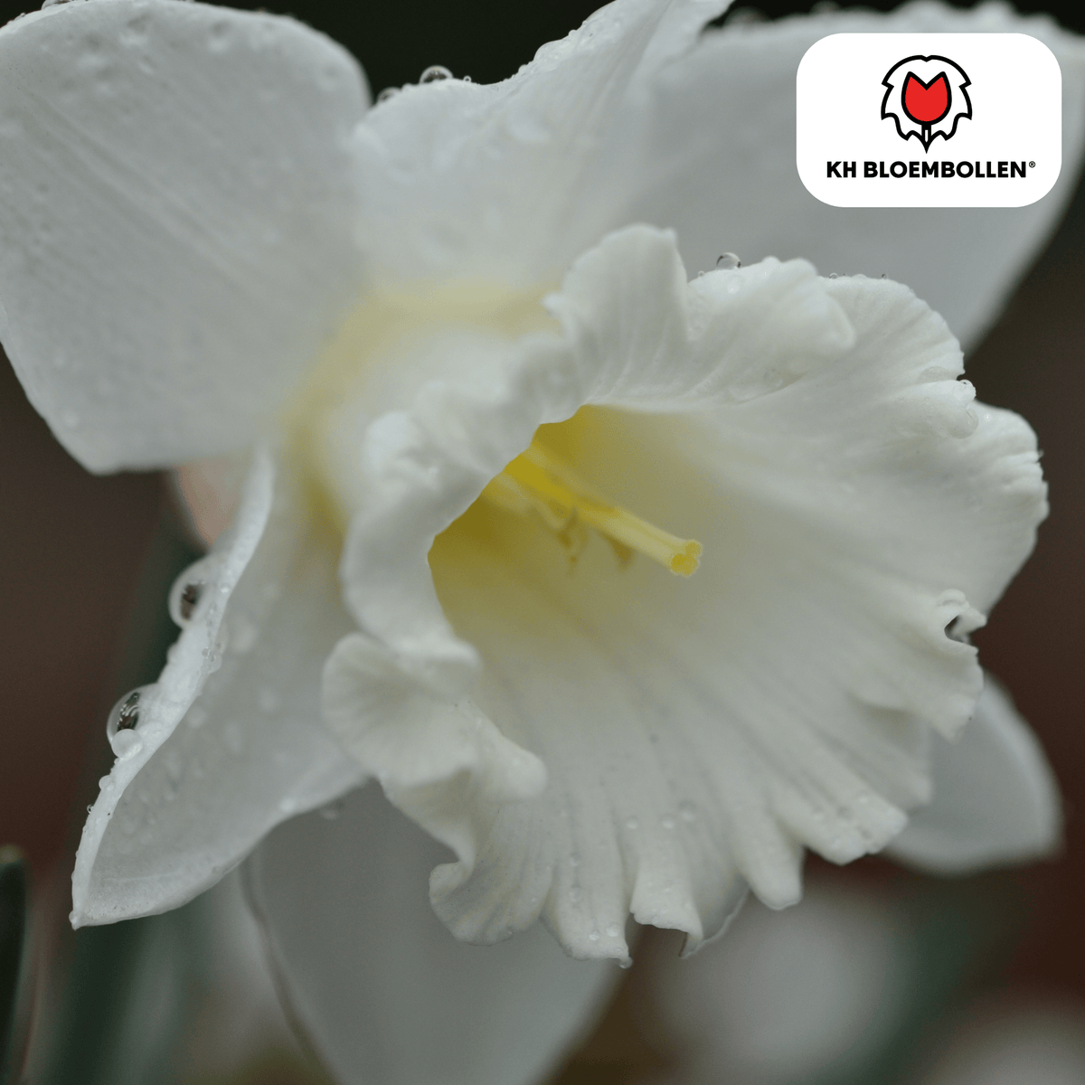 Narciso Snow Baby 20 pezzi